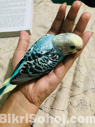Bajrigar pakhi